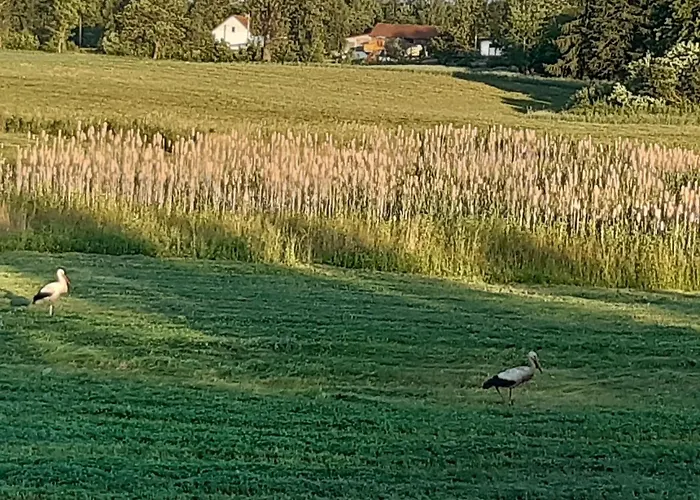 Domek W Kwiatach